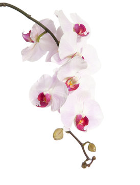 Fototapeta pink orchid isolated on white