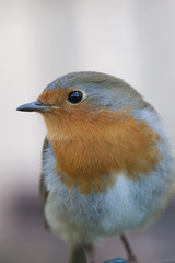 Robin ( Erithacus rebecula)