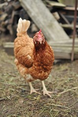 Brown hen on farm yard outdoors