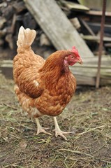 Brown hen on farm yard outdoors.