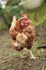 Brown hen on farm yard outdoors.