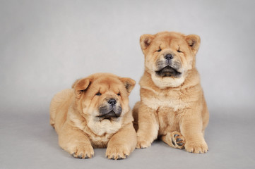 Two  little Chow chow  puppies portrait