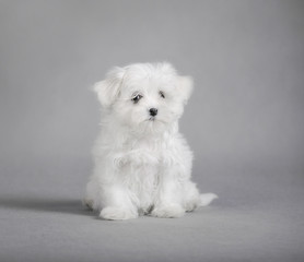 Maltese dog puppy
