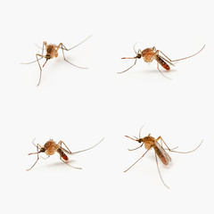 Four mosquitoes