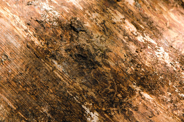 Background of log without bark closeup textures