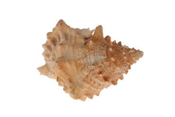 Fine Sea Shell