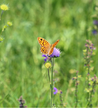 Schmetterling