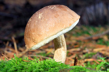 Leccinum scabrum - growing in moss in the forest