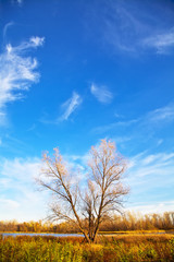 Autumn tree with falling leaves on the lake