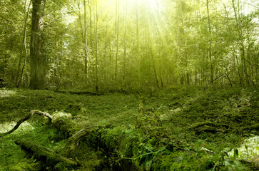 Mooswald