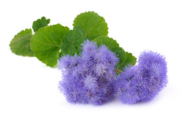 ageratum blue bouquet isolated on white