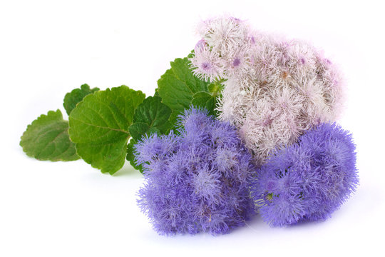 Two types ageratum isolated on white