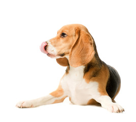 Cute Beagle puppy