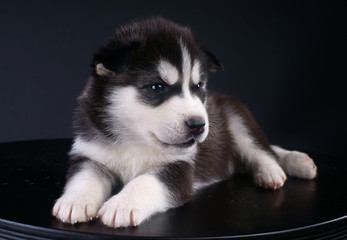 Cute Siberian Husky puppy