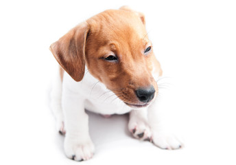 Puppy Jack Russell on a white background