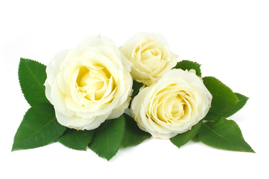 Delicate bouquet of cream-colored roses