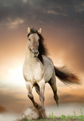 wild stallion running in sunset - obrazy, fototapety, plakaty