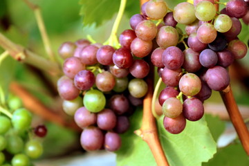 Red grapes on branch with green leaves.