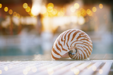 nautilus shell at swimming pool edge, super shallow dof, lights