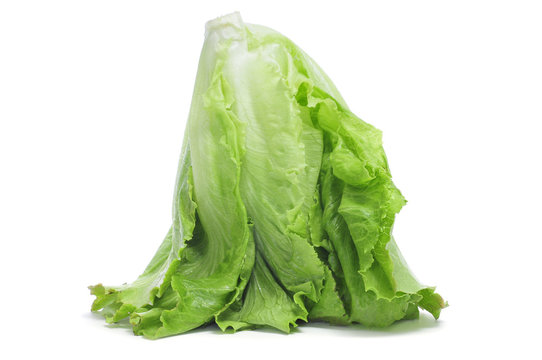 Romaine Lettuce