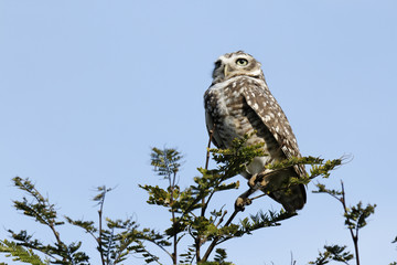 Owl on branch
