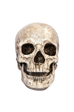 Isolated skull front view