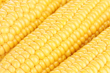 corn background
