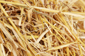 Needle in a haystack close-up