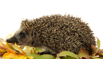 Hedgehog on autumn leaves, isolated on white © Africa Studio