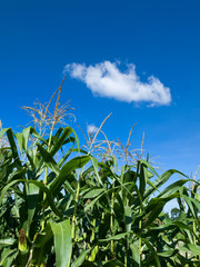 Corn of the cob is growing