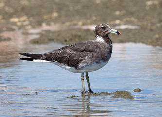 Sea bird seagull.
