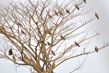 Group of Black Kite Bird on Dead tree