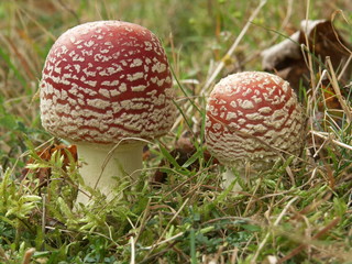 champignons en milieu naturel