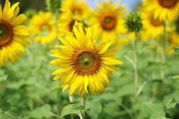 sunflower blooming