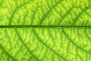 leaf