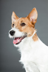 Jack russell dog isolated on grey background.