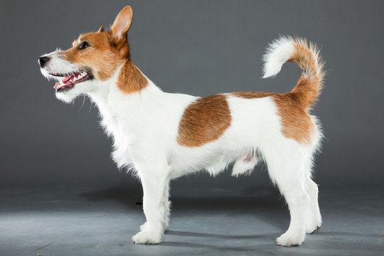 Young cute jack russell dog isolated on grey.