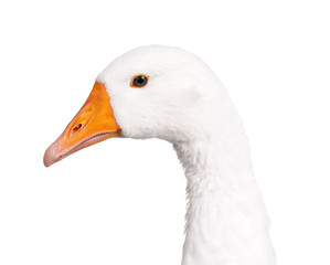 Domestic goose