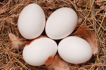 Eggs in nest