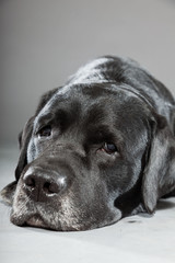 Black labrador dog isolated on grey background.