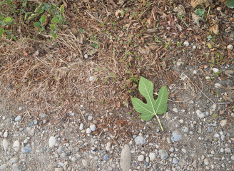 Fig leaf on ground viewed from above
