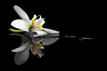 Orchid blossom reflection
