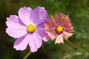 コスモス