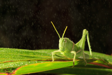 A close up of the grasshopper on leaf.