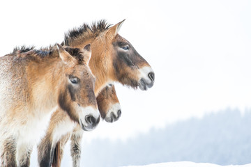 Bavarian wild horses in winter