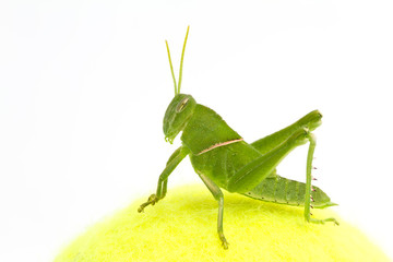 Grasshopper in front of white background