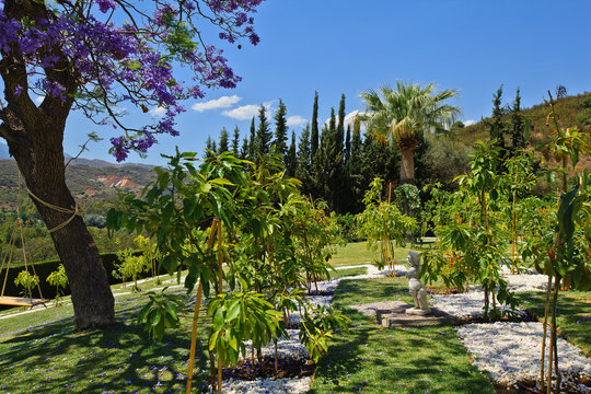 Mediterranean Garden In A Villa 