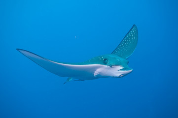 Eagle Ray © seabreezecairns