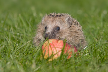 Igel im Herbst
