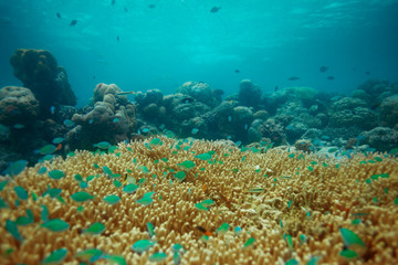 Many small blue fishes on coral